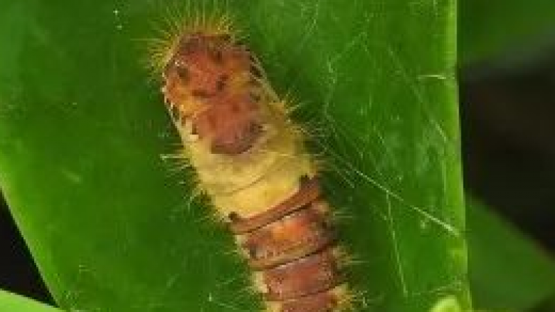 自带emoji表情包的虫蛹缩略图