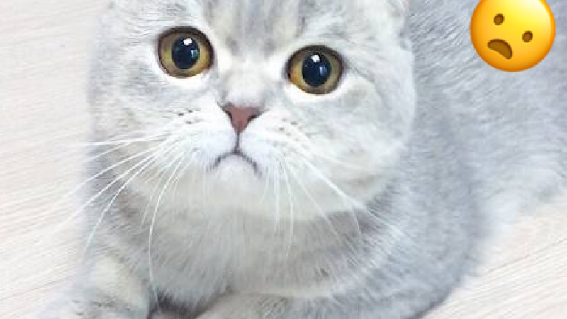 【萌宠趣闻】喵星人的emoji~