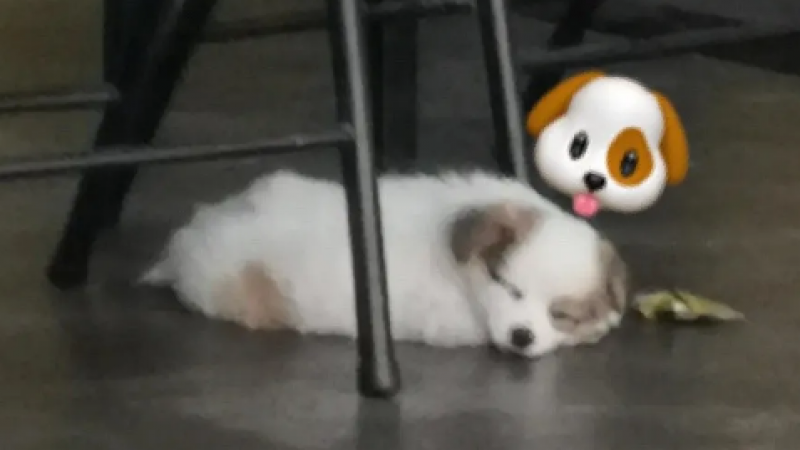 这狗长的好像emoji啊！