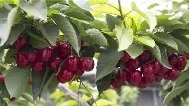 破译樱桃的emoji表情，读懂烟台大樱桃的内心戏！缩略图