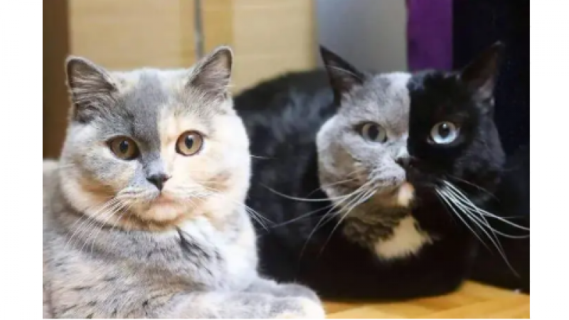 微信Emoji的来源找到了，原来是这只猫？！