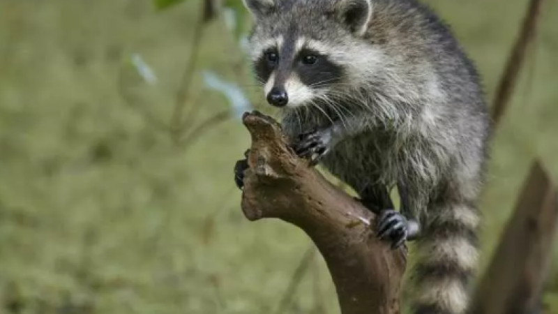 Emoji中的日语(动物)