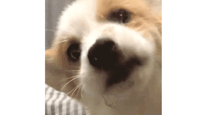 表情包 | 胖嘟嘟的猫猫狗狗都凑到镜头上啦！缩略图