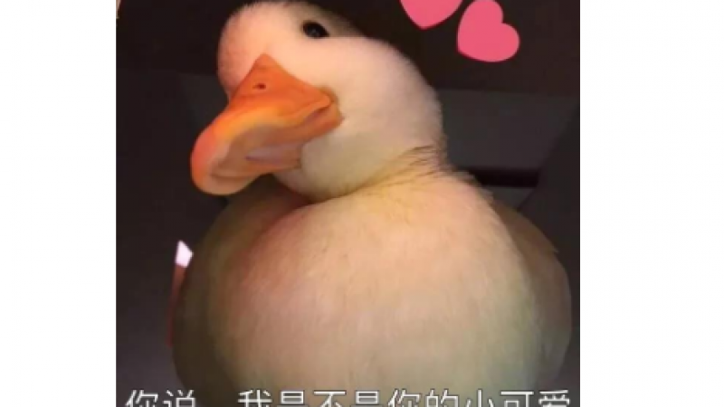 可爱鸭鸭表情包缩略图