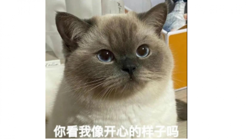 最近超火的猫咪表情包：煤球表情包合集缩略图